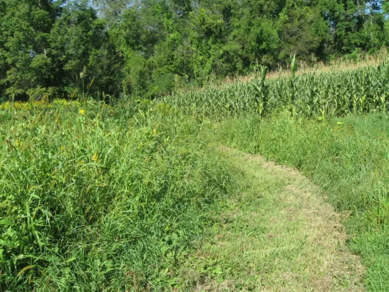 Wright-path-1-RT-e1544992658283